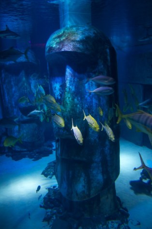 Easter Island Snorkeller