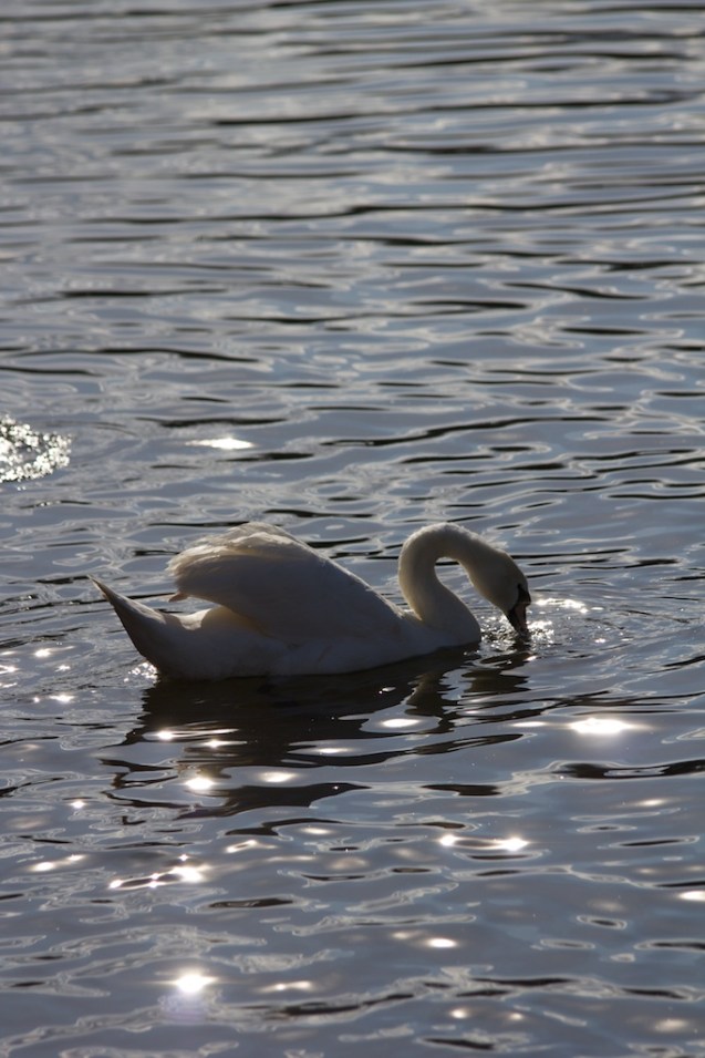 Swan