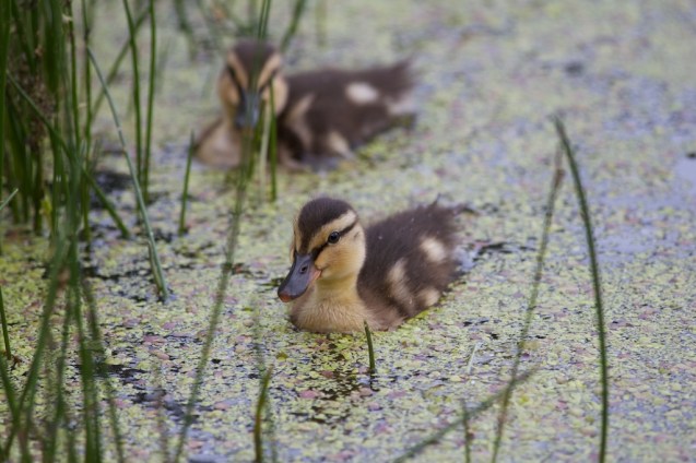 Ducklings