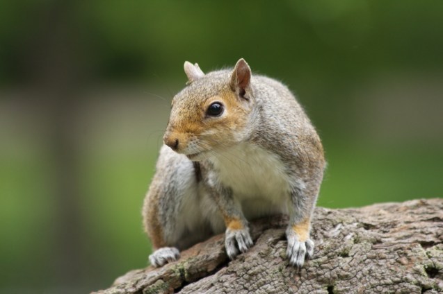 Squirrel