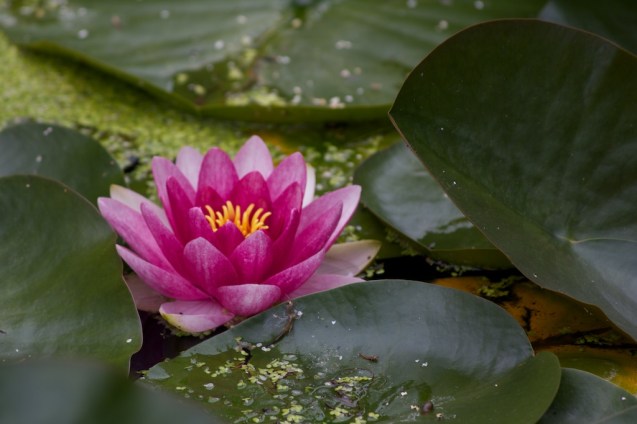 Lily