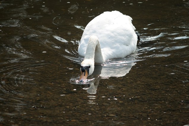 Swan