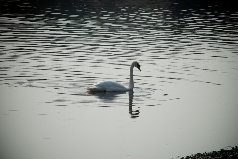 Another Swan