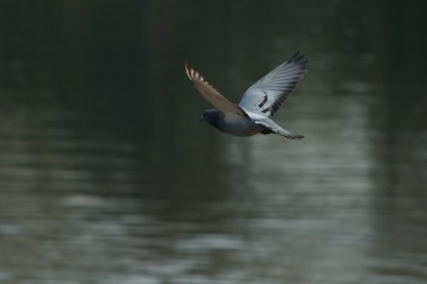 A pigeon glides past.