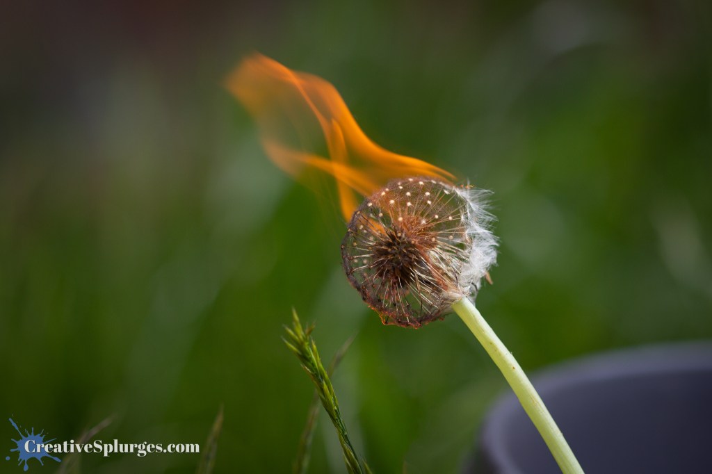 Burning Dandelion
