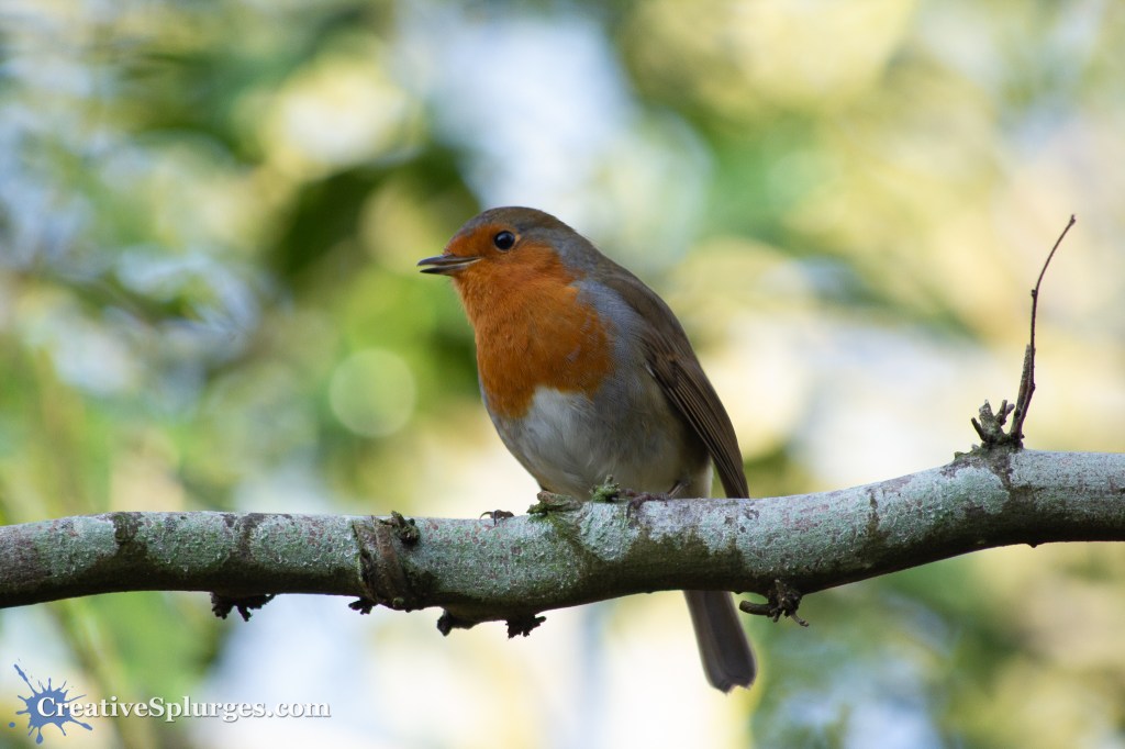 Robin