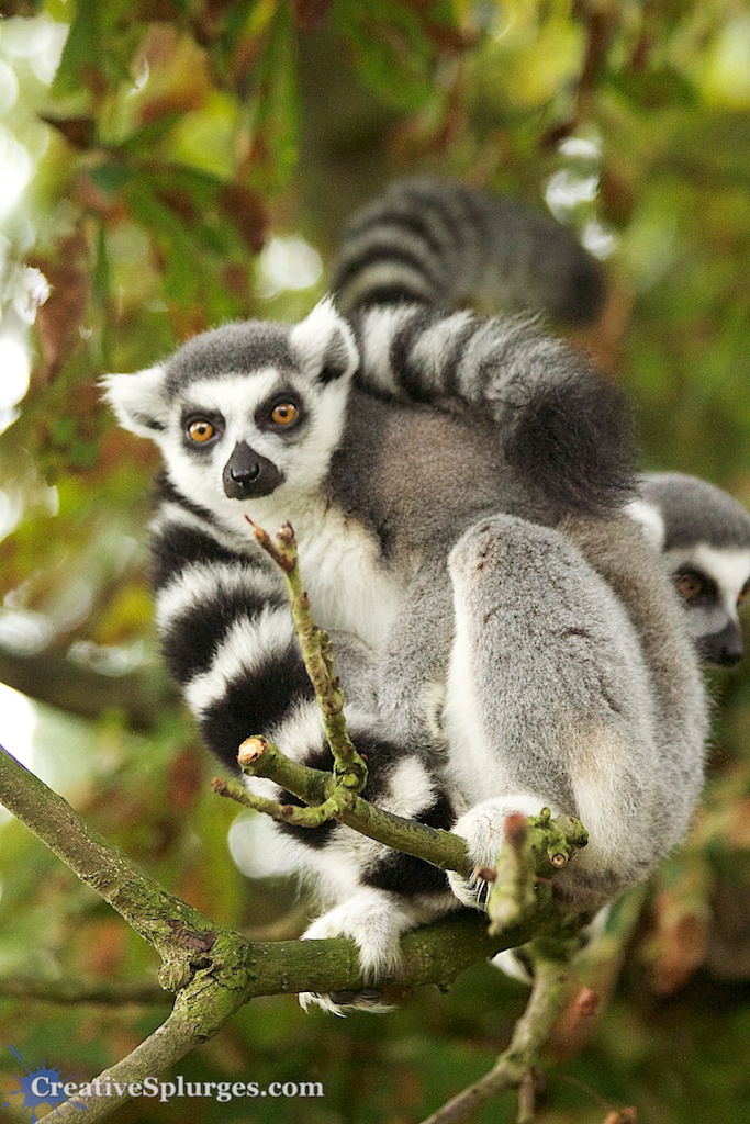 Lemurs