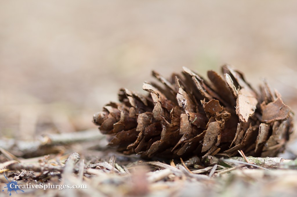 Pine Cone