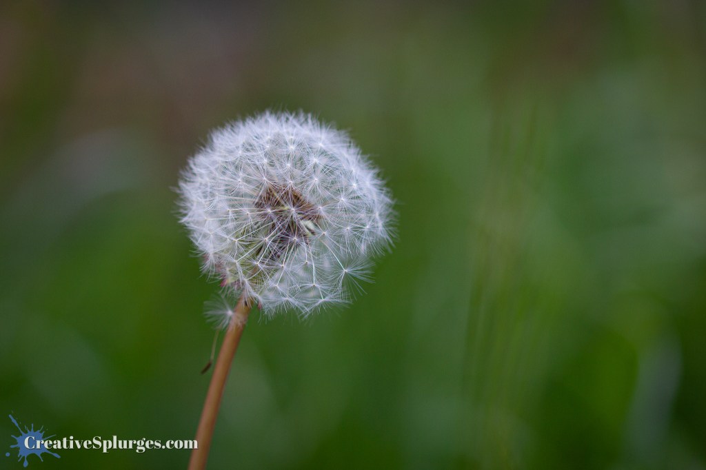 Dandelion