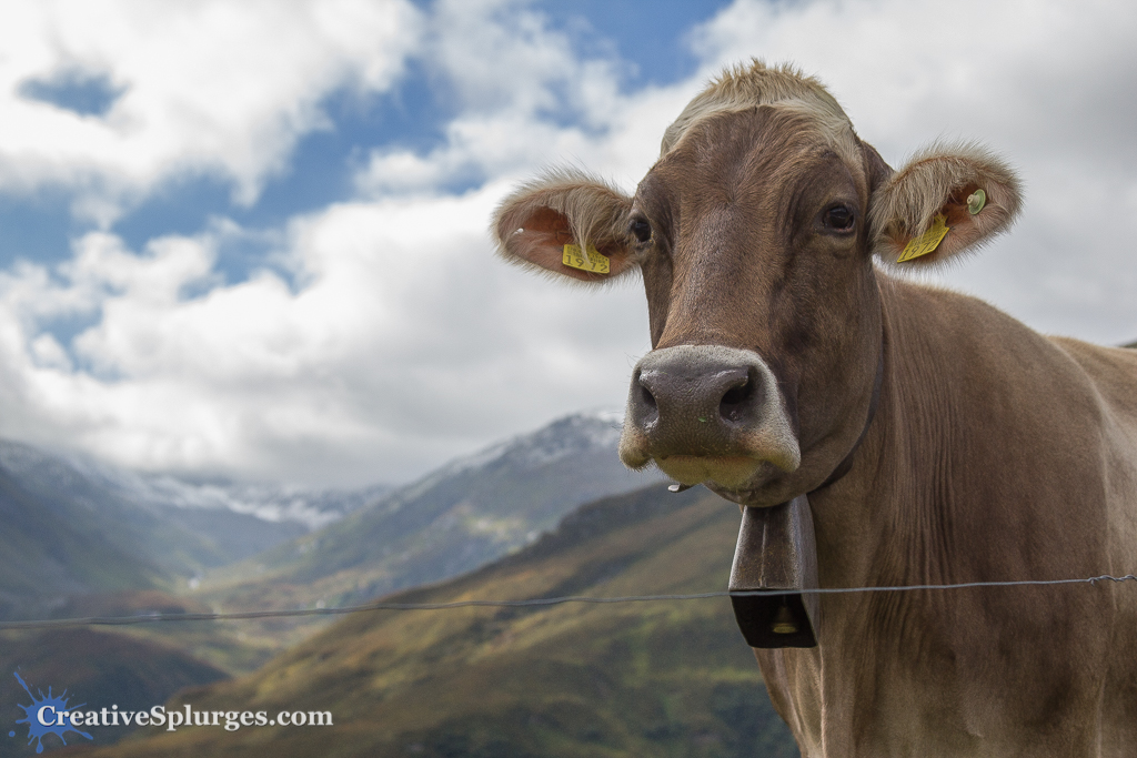 Alpine Cow