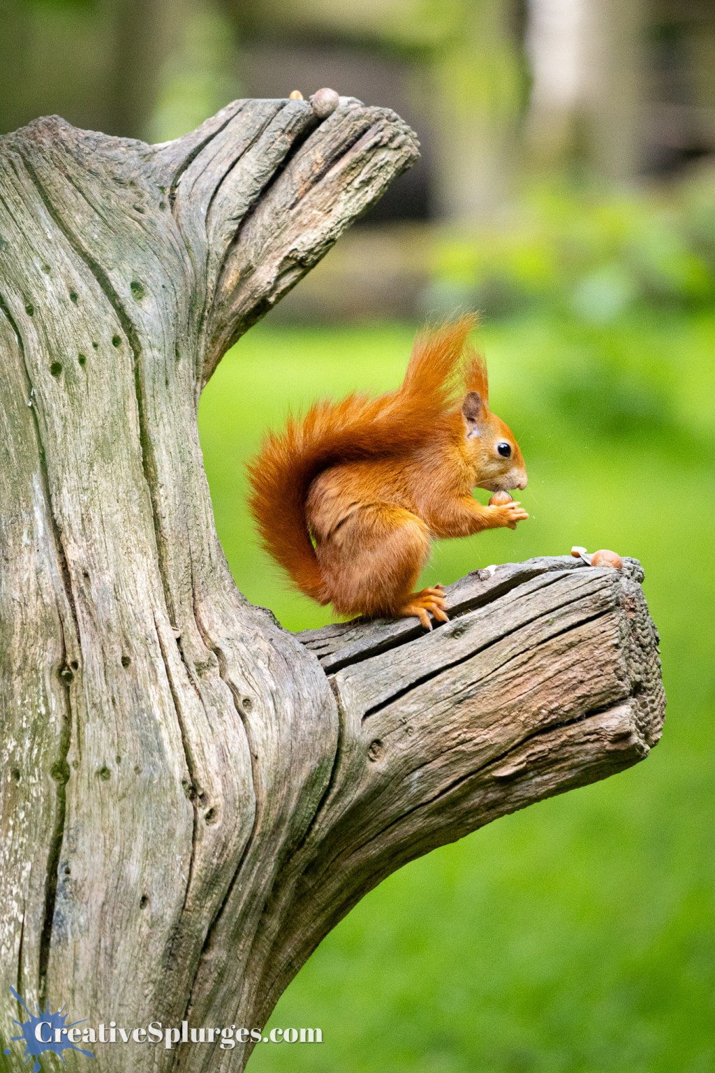 Red Squirrel