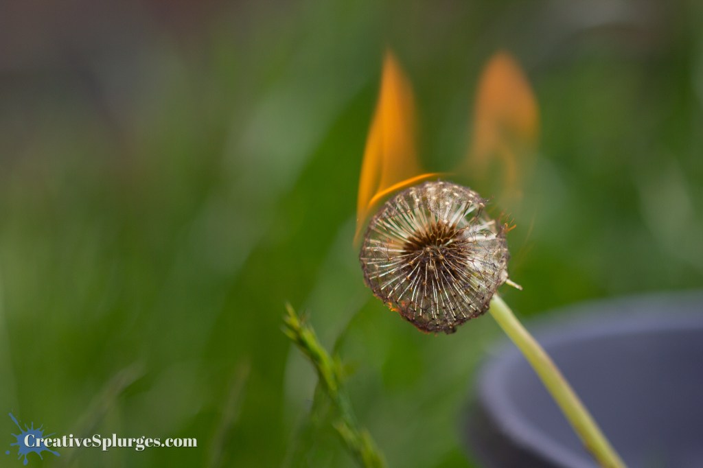 Burning Dandelion