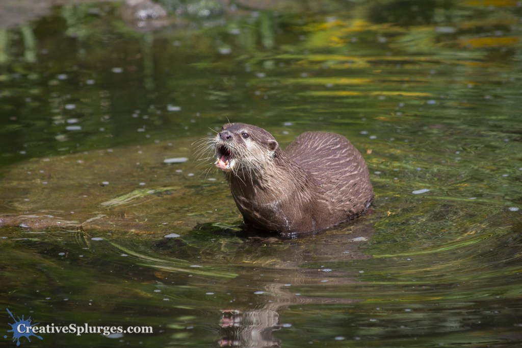 Otter
