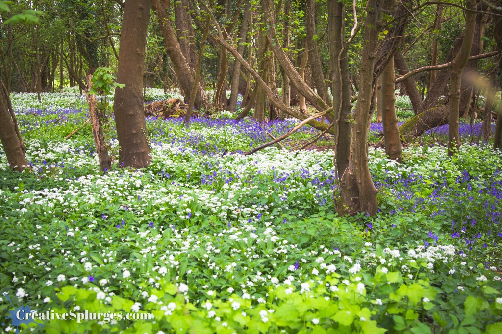 Bluebells and Snowdrops