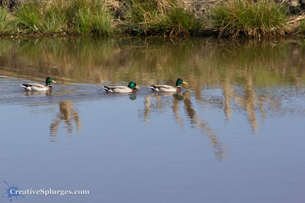 Ducks in a&nbsp;Row