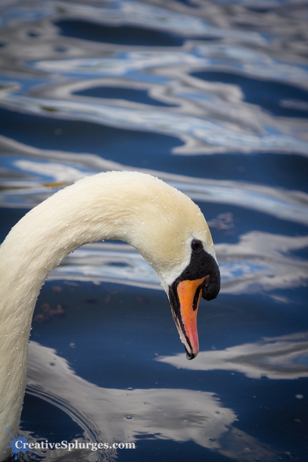 Swan