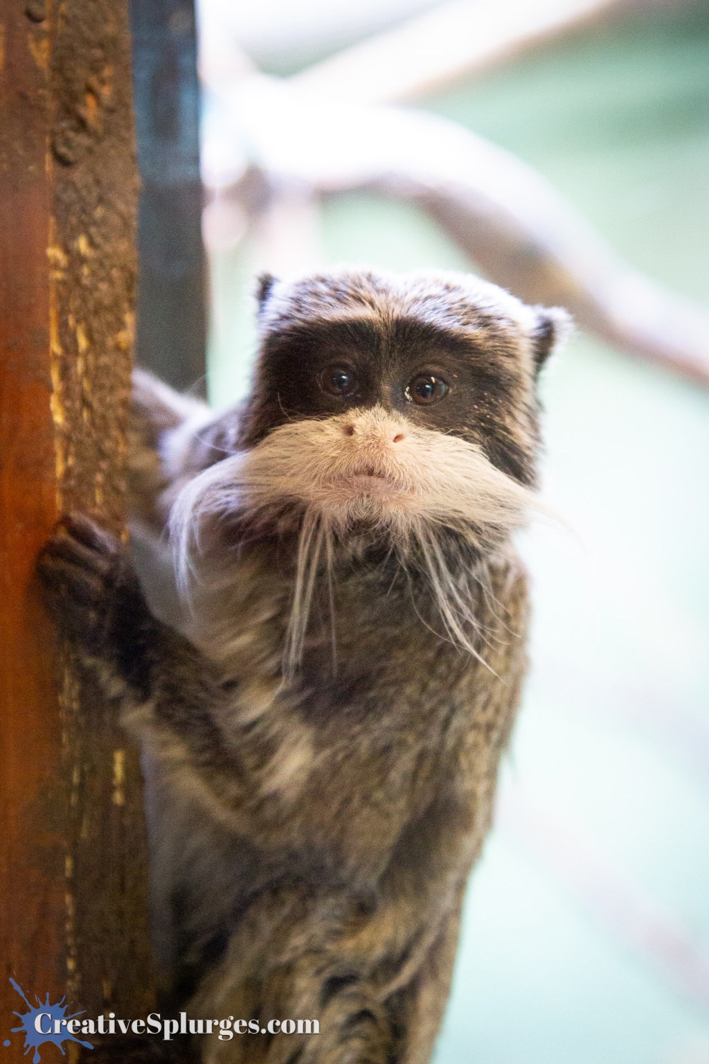 Emperor Tamarin