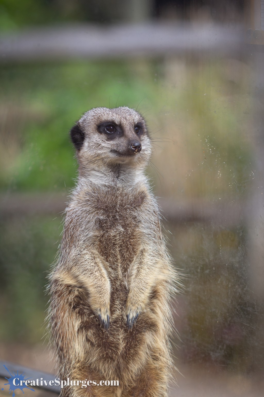 Meerkat