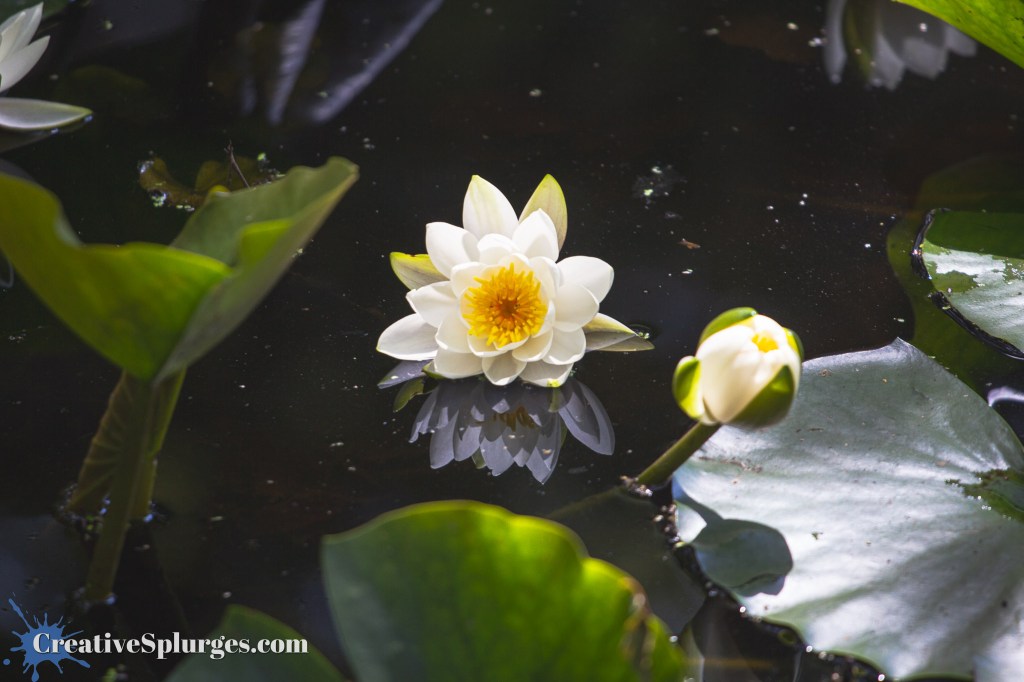 Water Lily