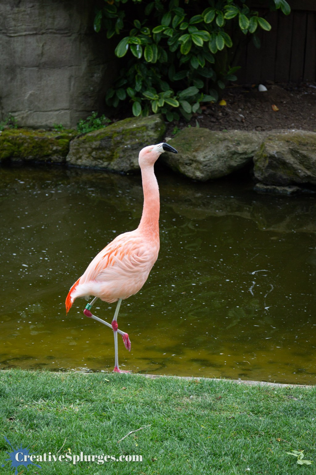 Flamingo