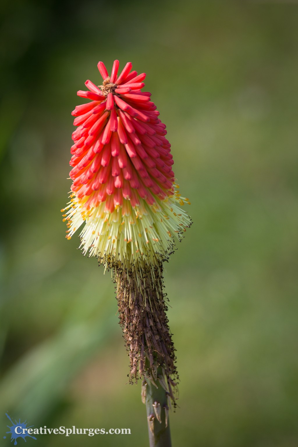 Red Hot Poker