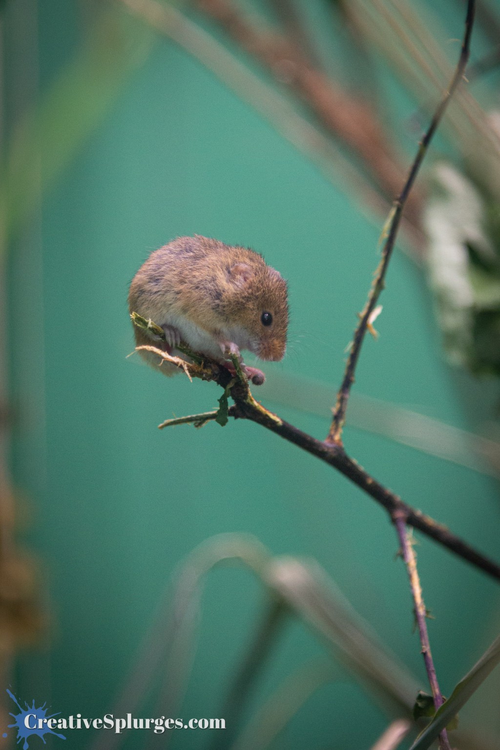 Dormouse