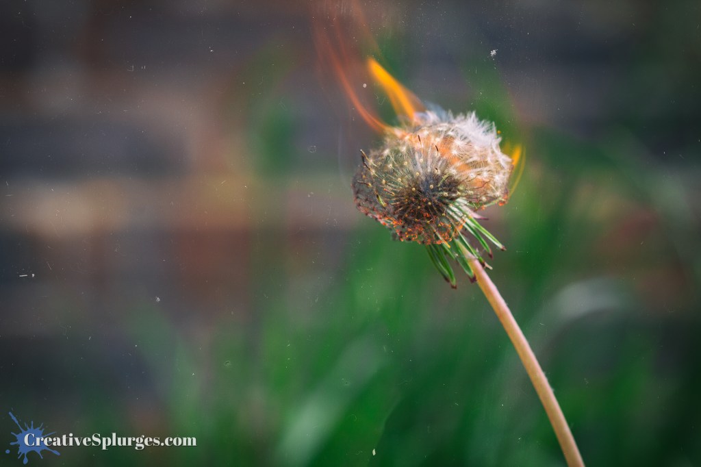 Burning Dandelion