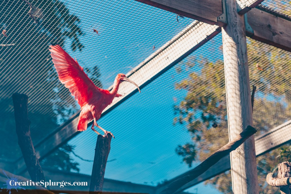 Scarlet Ibis