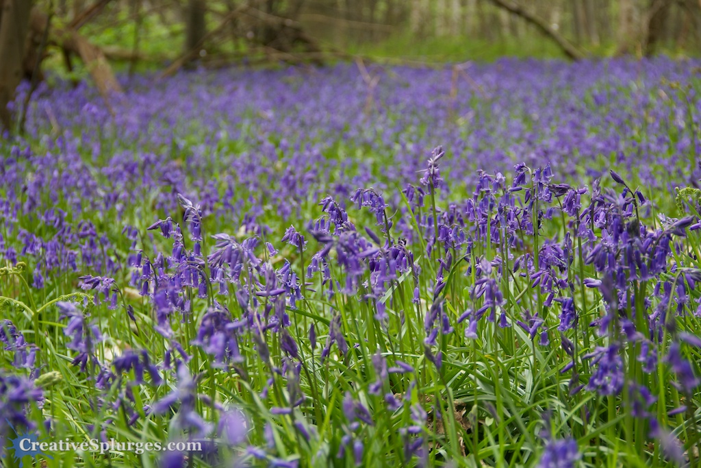 Bluebells